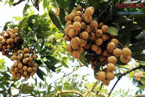 Hưng Yên: ‘Trái ngọt’ từ trồng nhãn VietGAP