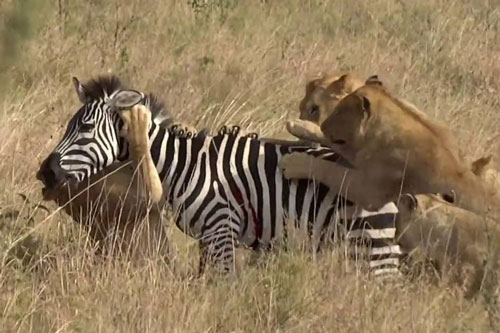 Ngựa vằn chết thảm khi bị bầy sư tử ‘đánh hội đồng’