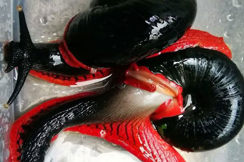 Chiêm ngưỡng loài ốc sên lửa khổng lồ chỉ tìm thấy ở bán đảo của Malaysia