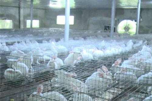 Thanh Hóa: Thu trăm triệu nhờ nuôi thỏ xuất khẩu sang Nhật