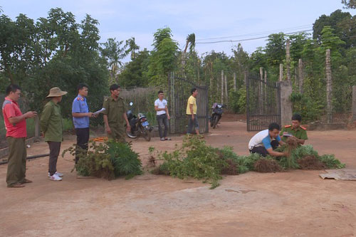 Đắk Lắk: Hai chị em trồng gần 600 cây cần sa trong rẫy để… cho gà ăn phòng bệnh!