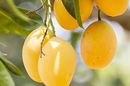 Bến Tre: Xoài tứ quý 'lên đời' trên vùng đất giồng cát