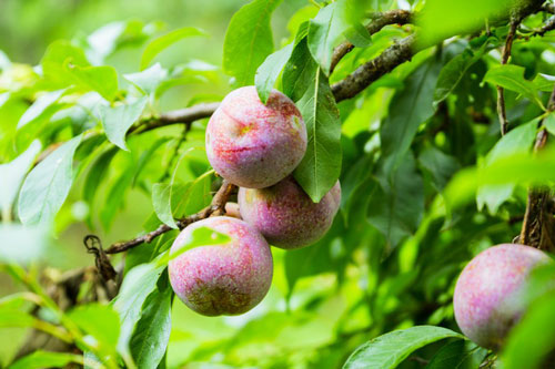 Cận cảnh mùa mận ở Mộc Châu