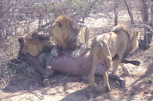 Sư tử đực ‘ra tay’, đoạt mạng trâu rừng trong chớp mắt