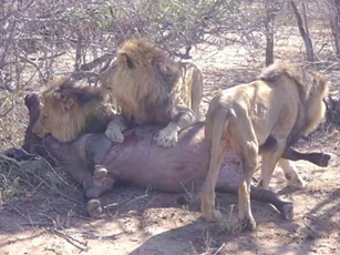 Sư tử đực ‘ra tay’, đoạt mạng trâu rừng trong chớp mắt