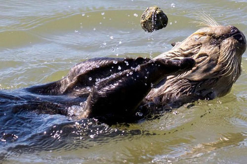 Vì sao Rái cá có thể tung hứng đá điêu luyện như nghệ sĩ xiếc?