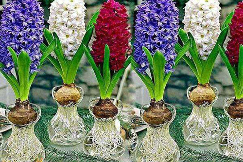 Trồng cây thủy sinh trên bàn làm việc để dễ dàng thăng quan tiến chức, tiền 'chảy ầm ầm' vào túi