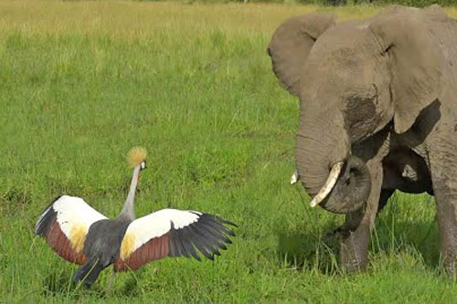 Sếu vương miện liều mạng tấn công voi để bảo vệ tổ