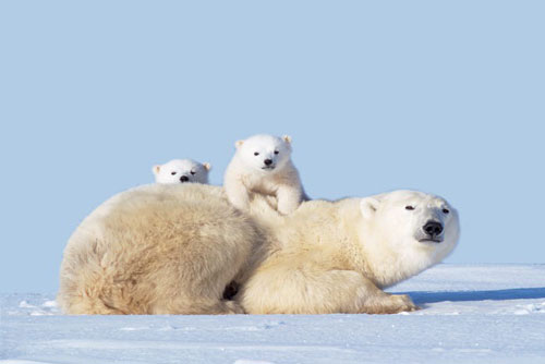 Những khoảnh khắc đẹp về tình mẫu tử trong thế giới động vật