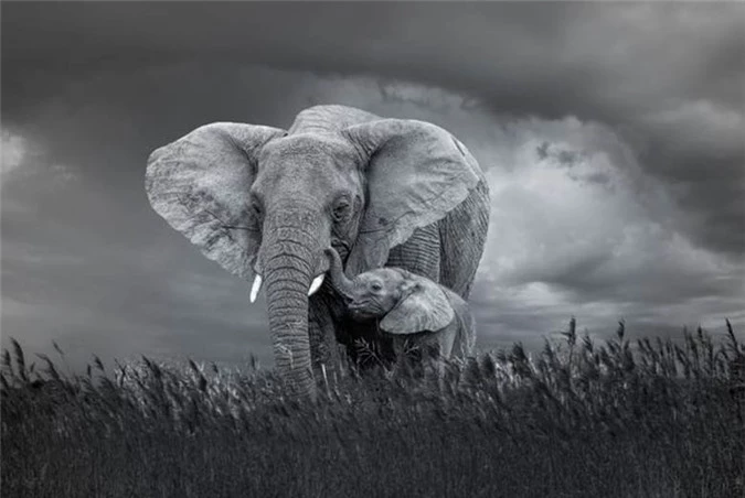 Những con voi châu Phi sống theo đàn, được dẫn dắt bởi một con voi cái lớn tuổi. Khi voi con được sinh ra, chúng có thị lực kém nhưng có thể nhận ra mẹ thông qua mùi hương, xúc giác và âm thanh, theo Th Think Co. Voi mẹ có trách nhiệm cho con ăn, nhưng toàn bộ đàn bảo vệ chúng khỏi những kẻ săn mồi.