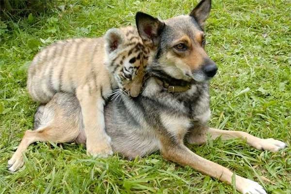Tình bạn cảm động của các loài vật khác nhau trong tự nhiên