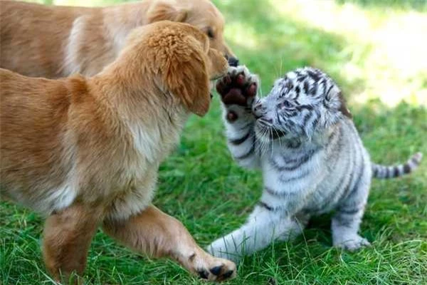 Tình bạn cảm động của các loài vật khác nhau trong tự nhiên