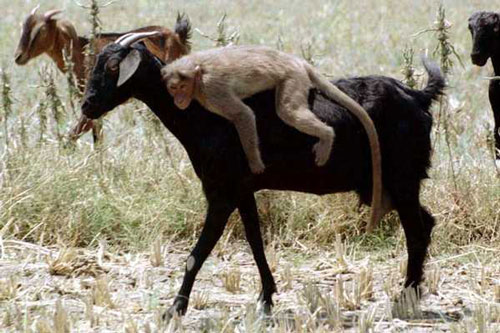 Tình bạn cảm động của các loài vật khác nhau trong tự nhiên