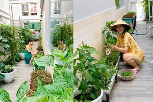 Khu vườn ngập tràn hoa và rau sạch của diễn viên Thân Thúy Hà