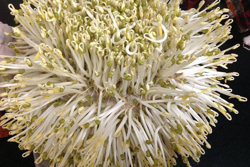 Làm giá đỗ bằng rổ tướng khó ai ngờ dễ không tưởng, cả nhà ăn không hết