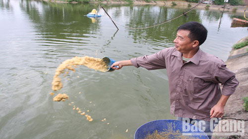 Bắc Giang: Nuôi “cá sạch” làm giàu