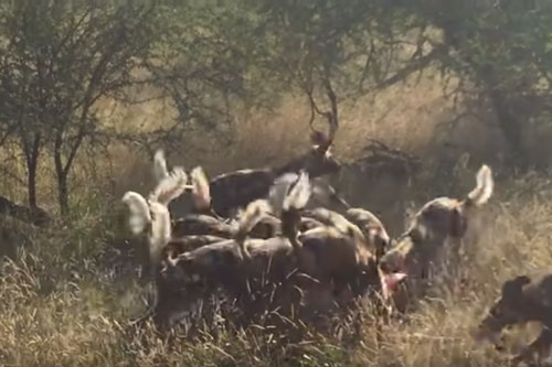 CLIP: Linh cẩu vội vàng bỏ chạy khi nhìn thấy chó hoang