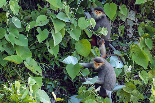 Khách ngỡ ngàng ngắm Voọc chà vá chân nâu ngày Sơn Trà mở cửa trở lại