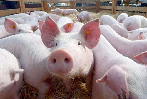 Năm 2020, các doanh nghiệp đăng ký nhập khẩu 12.000 con lợn giống cụ kỵ, ông bà (Ảnh: Internet)