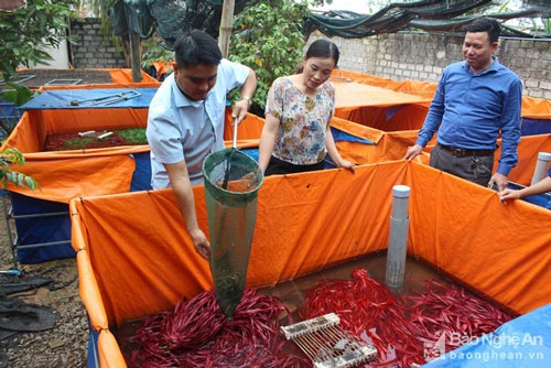 Ô nuôi lươn chủ yếu được anh Quỳnh làm bằng bạt nhằm giảm chi phí đầu tư. Ảnh: Hồng Diện