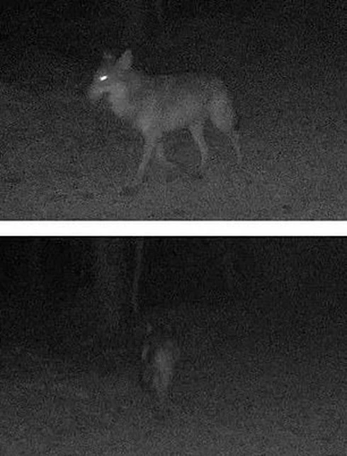 Hình ảnh camera giám sát tự động ghi lại chó sói xuất hiện ở Pháp sau 1 thế kỷ