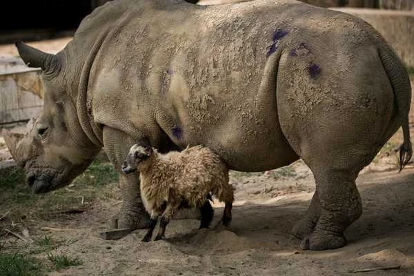 Tại một sở thú Bangladesh, con tê giác có tên Kanchi kết thân với cừu con nhỏ bé đã năm năm và chưa có dấu hiệu dừng lại. Câu chuyện bắt đầu từ năm 2013, khi bạn thân của Kanchi qua đời đã khiến con tê giác rơi vào trạng thái trầm cảm. Nó ngừng ăn, im lặng, cô độc sau mất mát. Các nhân viên sở thú đã nghĩ cách tìm cho Kanchi một người bạn mới. Đó chính là Cừu con. May mắn sự kết hợp đã đem lại hiệu quả.