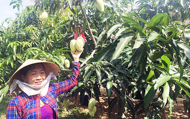 Xoài tứ quý đang mang lại hiệu quả cao trên vùng đất giồng cát Thạnh Phú (Ảnh Tư liệu)