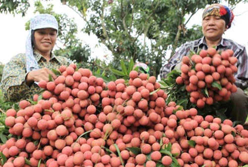 Năm 2020, tỉnh Bắc Giang có trên 28.000 ha vải, sản lượng ước đạt trên 160.000 tấn (Ảnh: Internet)