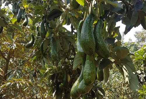 Bơ “nữ hoàng chân dài” rớt giá thê thảm, cả nhà vườn và thương lái cùng lao đao