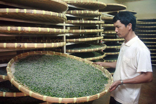 Thái Bình: Lắp điều hòa cho tằm 'nhả vàng'