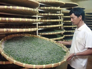 Thái Bình: Lắp điều hòa cho tằm 'nhả vàng'