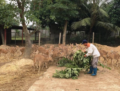 Năm 2019, đàn hươu đã "nộp" về cho ông chủ trên 600 triệu đồng lãi ròng.