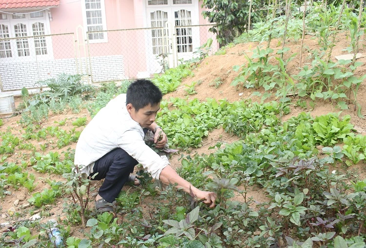 Anh Tuấn hái vội ít rau trong vườn nhà để các con đi bán.