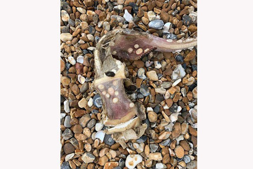 Sinh vật biển bí ẩn “có răng trên đuôi” xuất hiện tại Anh