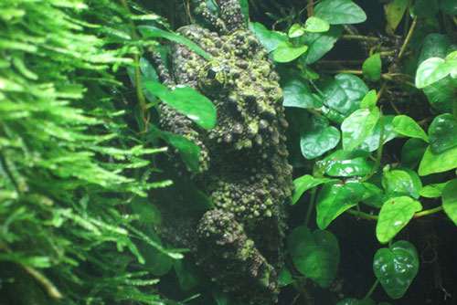 Bằng chứng về ếch rêu là bậc thầy nguỵ trang khiến kẻ săn mồi ‘khóc thét’