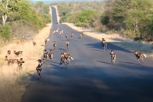 CLIP: 27 con chó hoang "dàn trận" tấn công linh dương Impala