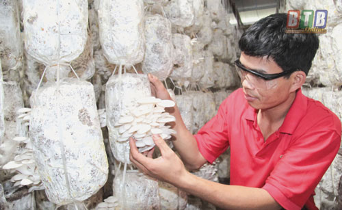Thái Bình: Làm giàu từ trồng nấm