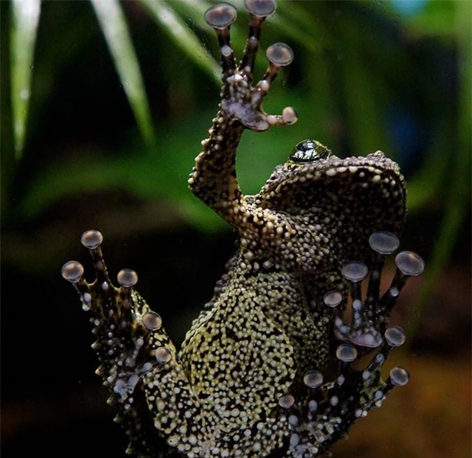 Bằng chứng về ếch rêu là bậc thầy nguỵ trang khiến kẻ săn mồi ‘khóc thét’