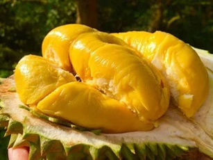 4 thực phẩm đại kỵ với sầu riêng, ăn chung có thể ngộ độc