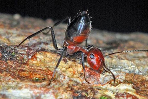 Đọ vũ khí đặc biệt 'bom tự nổ' tiêu diệt kẻ thù của kiến và mối cảm tử