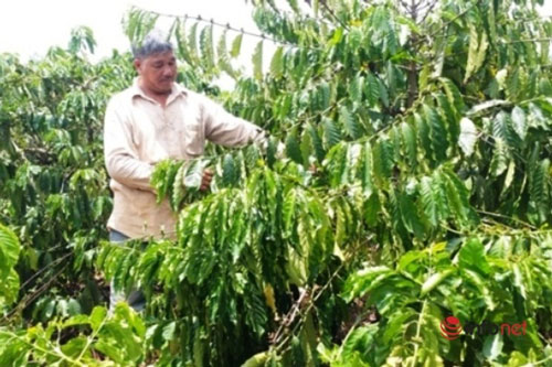 Từ cậu bé mồ côi thành ông chủ vườn cà thu nhập tiền tỉ nơi cao nguyên Kon Tum