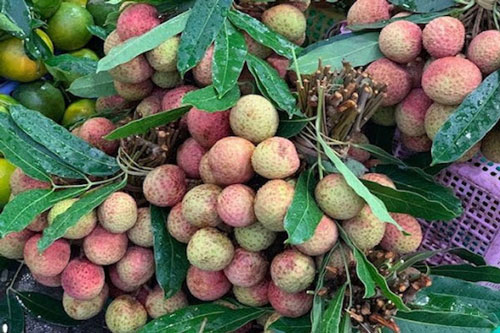 Quả vải thiều Việt Nam phải cạnh tranh với Thái Lan để xuất khẩu sang Trung Quốc