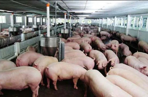 Giá lợn hơi được yêu cầu sớm giảm về mức khoảng 60.000 đồng/kg (Ảnh: Internet)
