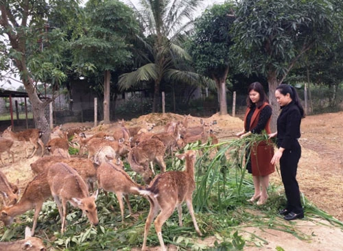 Khách tham quan trại hươu