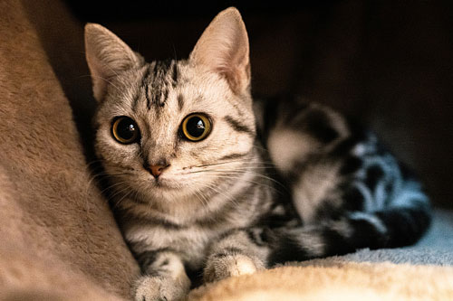 2 tháng tới, 3 con giáp này dễ đổi đời ngoạn mục, tiền bạc ùn ùn kéo đến, giàu hơn trúng số