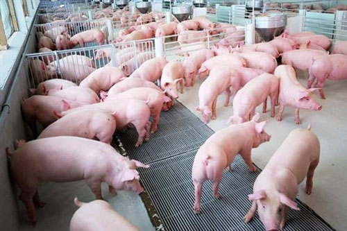 Sớm đảm bảo nguồn cung thịt lợn đáp ứng đủ nhu cầu trong nước