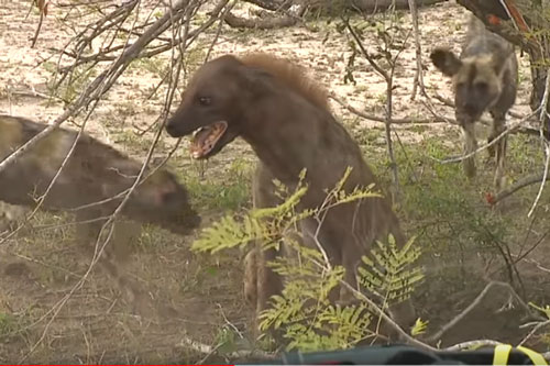 CLIP: Linh cẩu lọt vào vòng vây của đàn chó hoang và cái kết