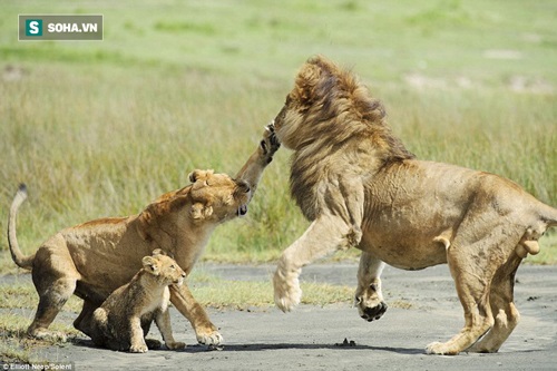 Thấy sư tử đực tiếp cận, vì sao con cái liều mạng để ngăn cản?