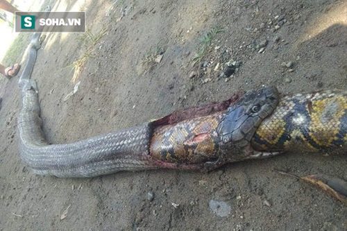 Hổ mang chúa đại chiến trăn vua và cái kết "đồng quy vu tận" cho cả hai