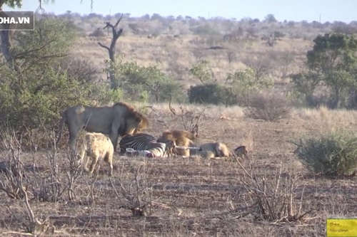 Ngựa non sắp ra khỏi bụng mẹ thì gặp điều đau xót
